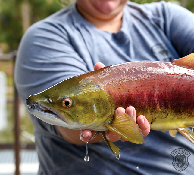 Snake River Sockeye Salmon Egg [IMAGE]